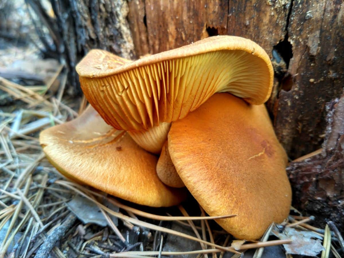 jack o lantern mushroom