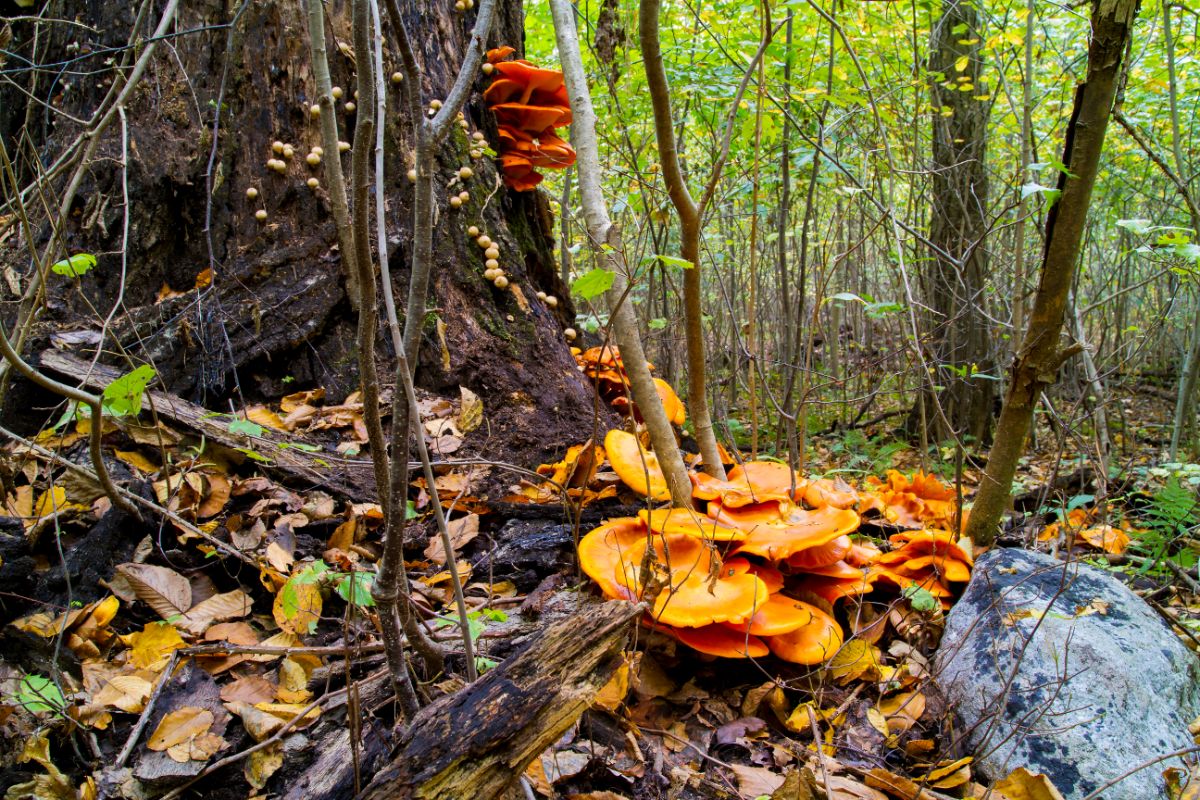 jack o'lantern mushroom