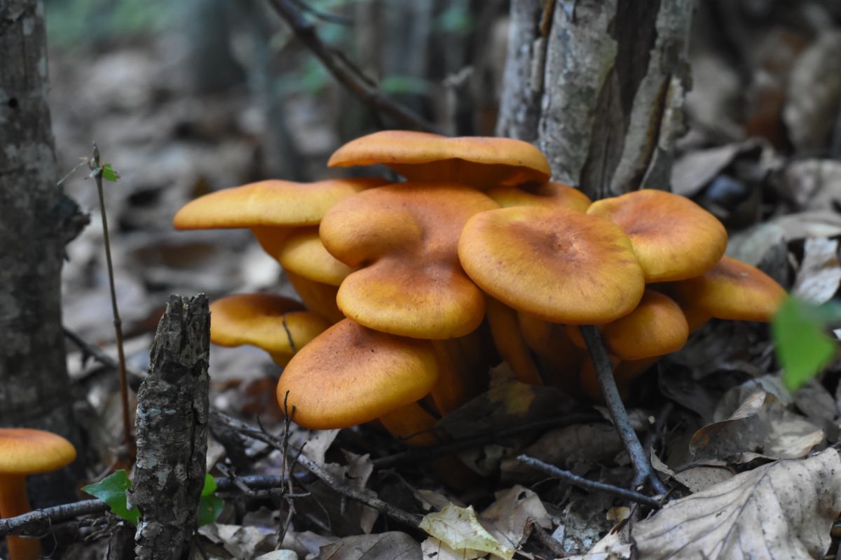 Omphalotus north america