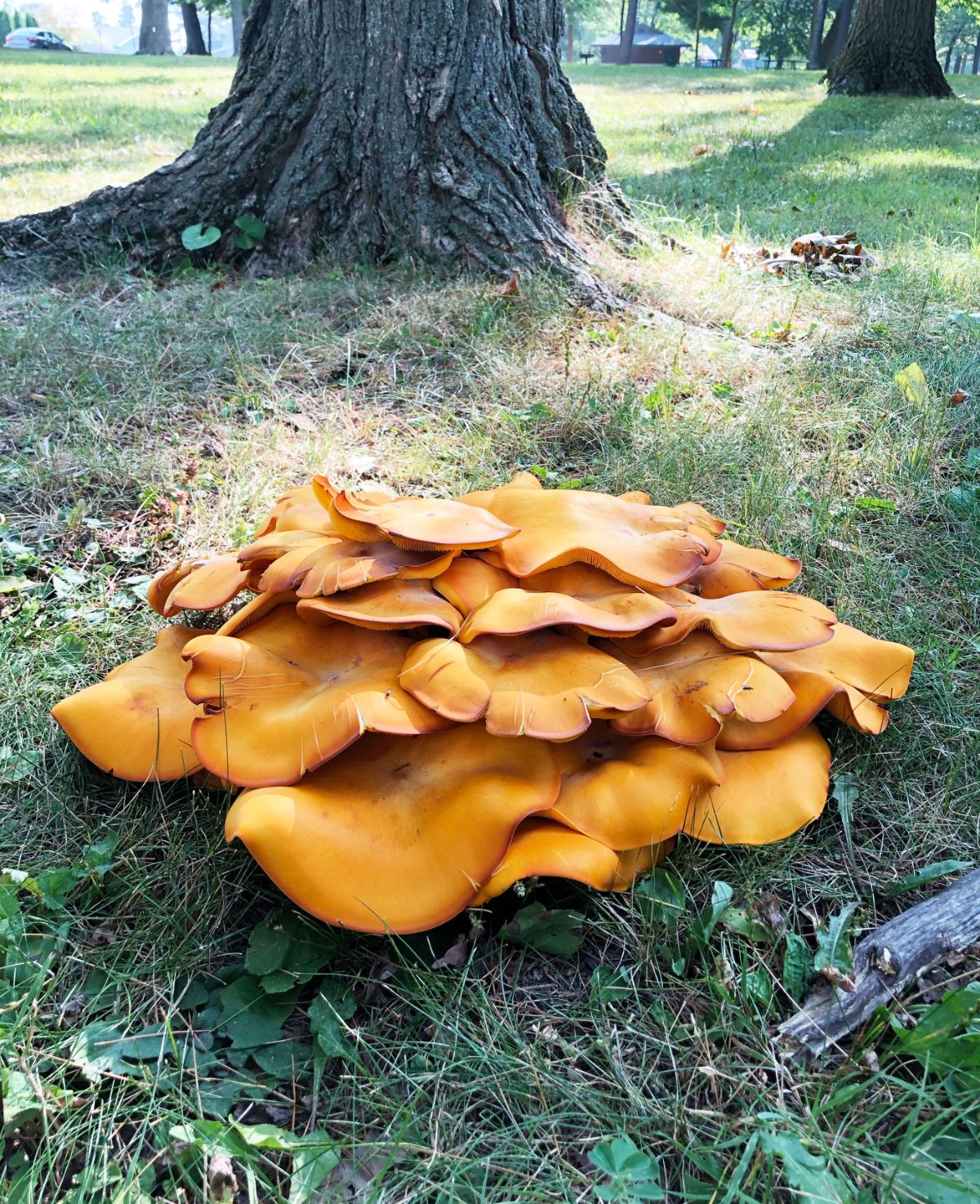 jack o'lantern mushroom