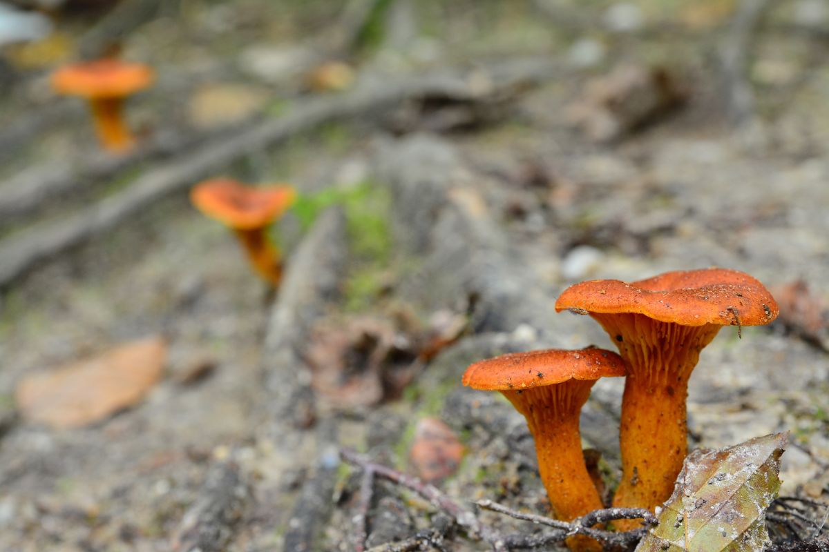 false chanterelle jack o'lantern