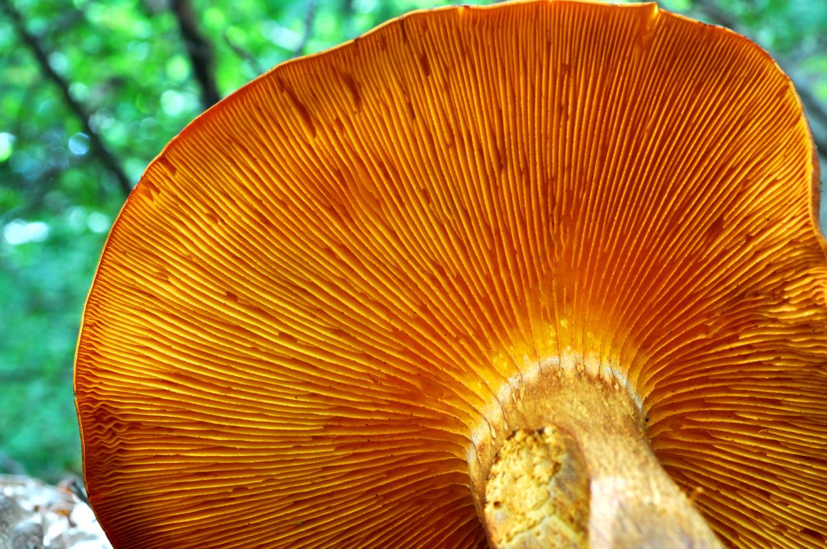 omphalotus gills