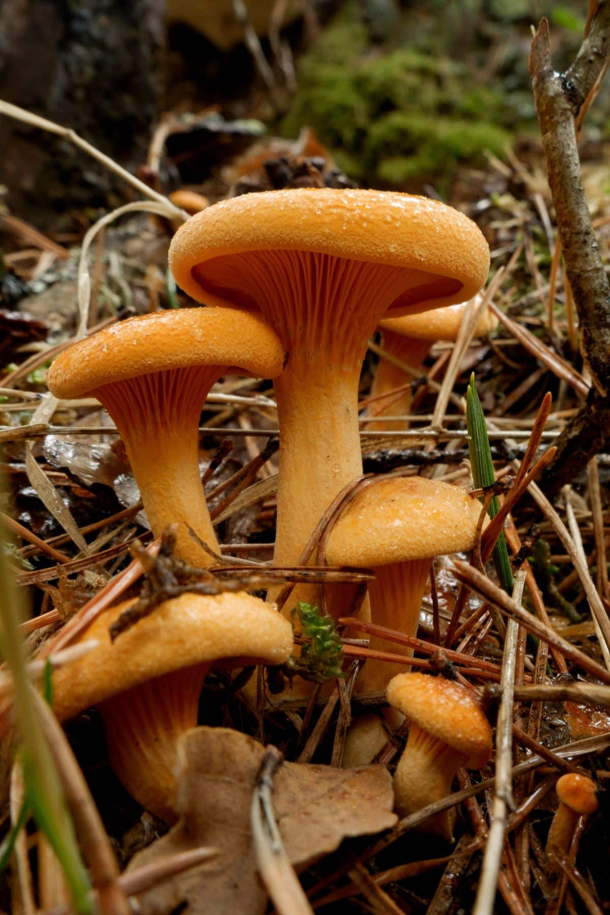 young jack olantern mushroom group