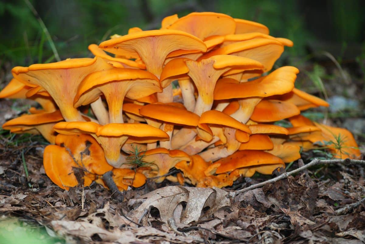 jack o'lantern mushroom 