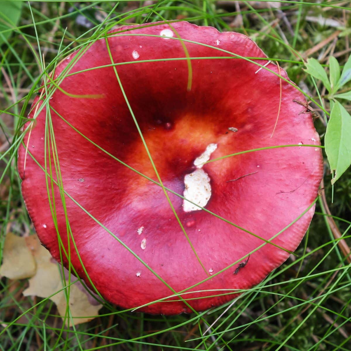 Russula emetica, the sickener