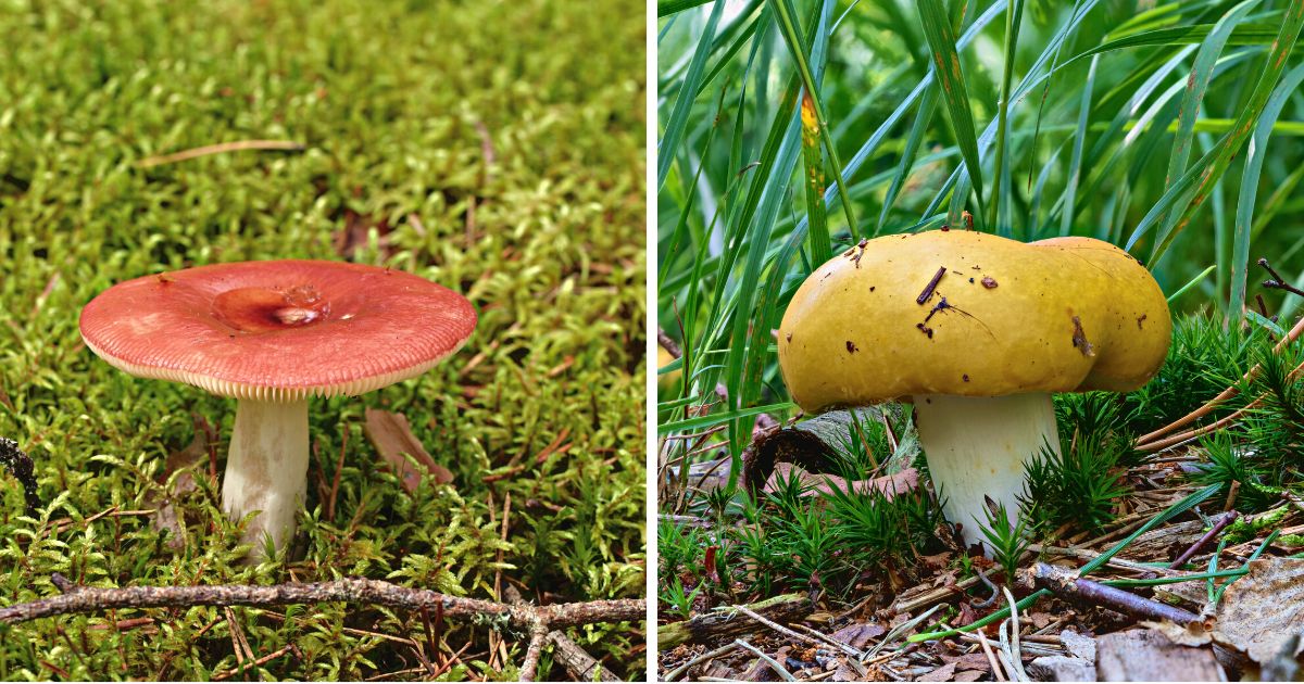 Introduction to Russula Mushrooms: A Common Foraging Find - Mushroom ...