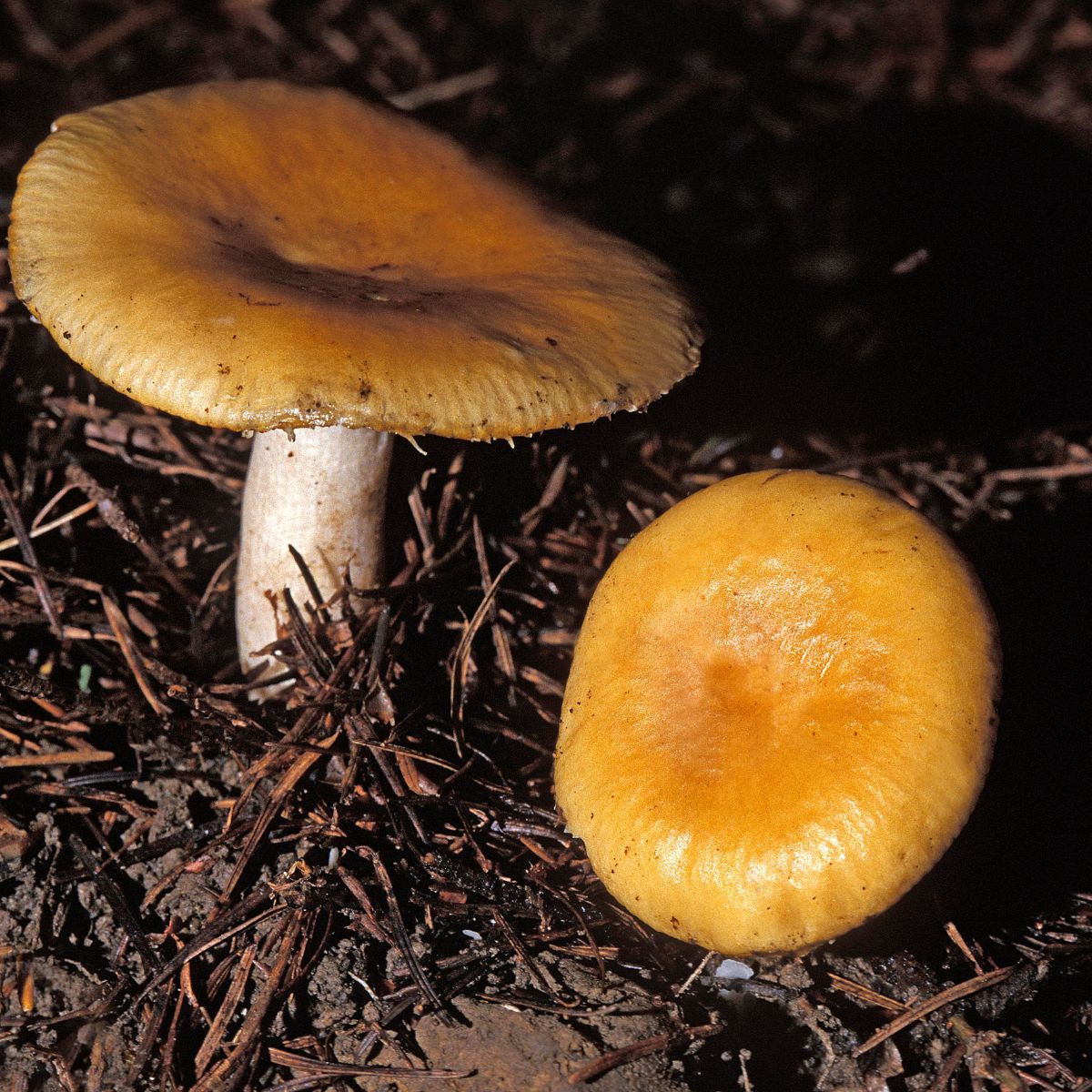 mushroom striation example russula