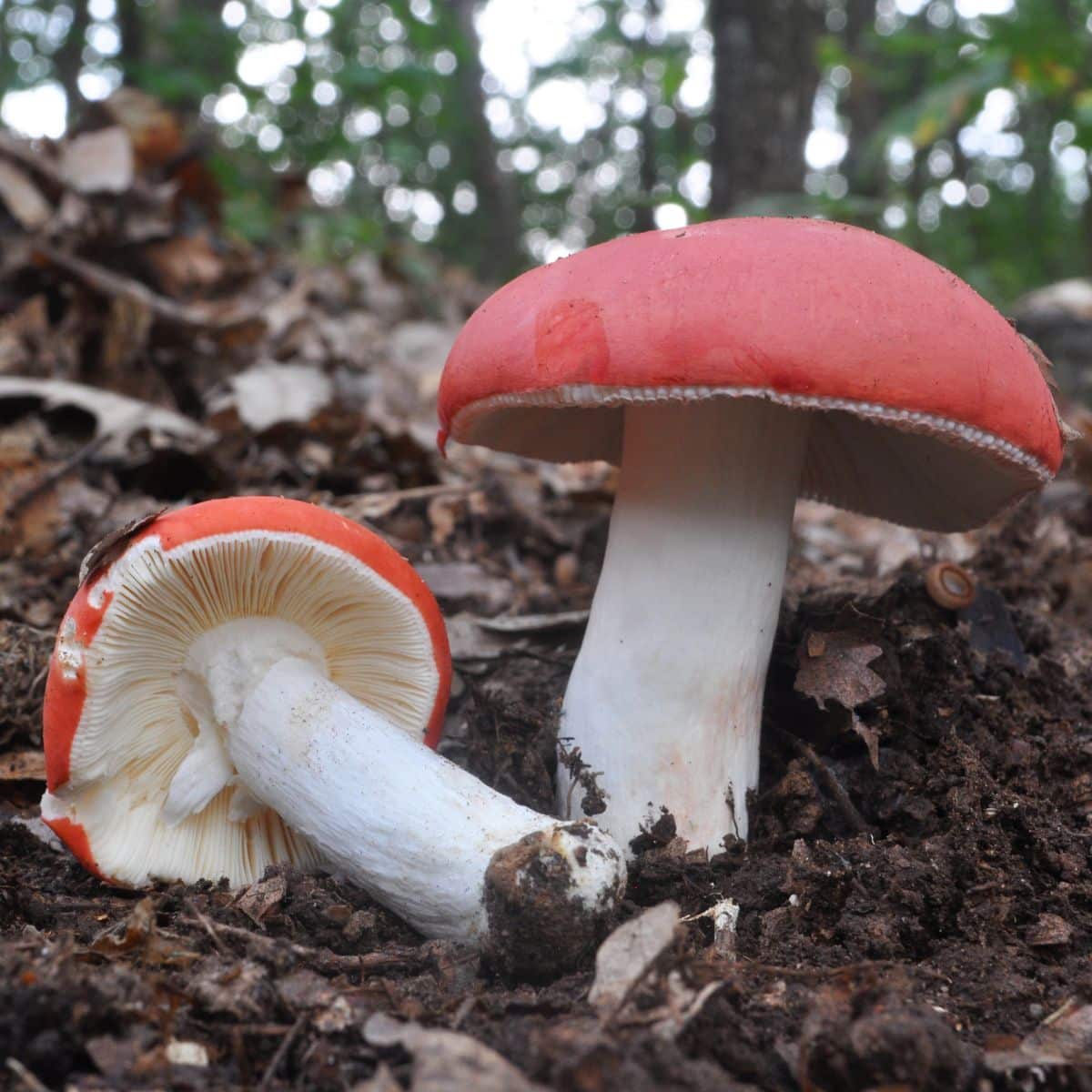 Russula mushrooms identification