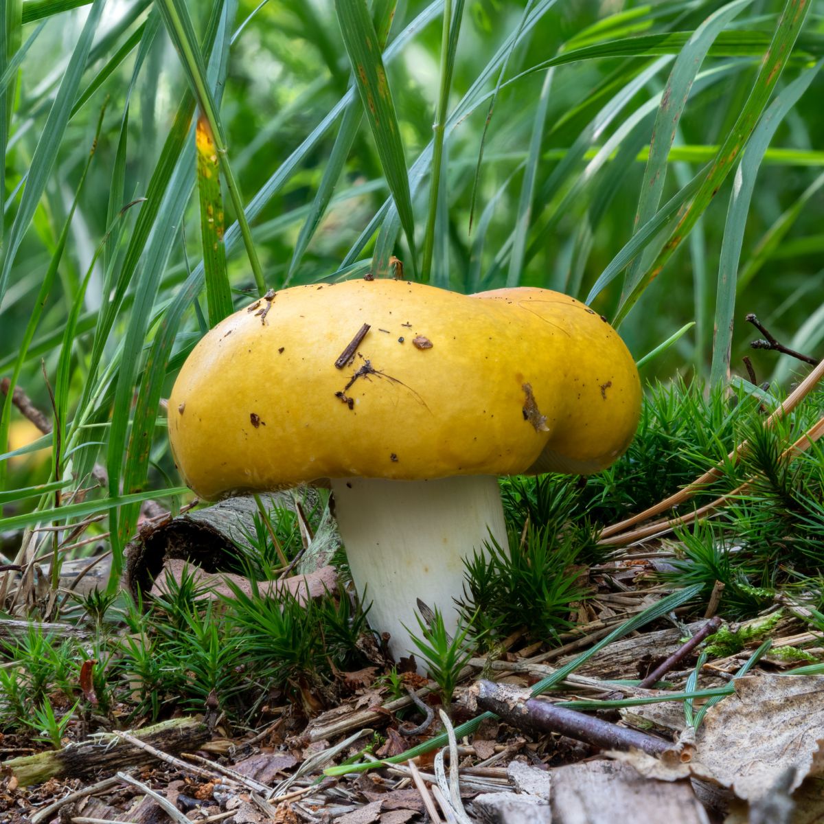 bright yellow russula 