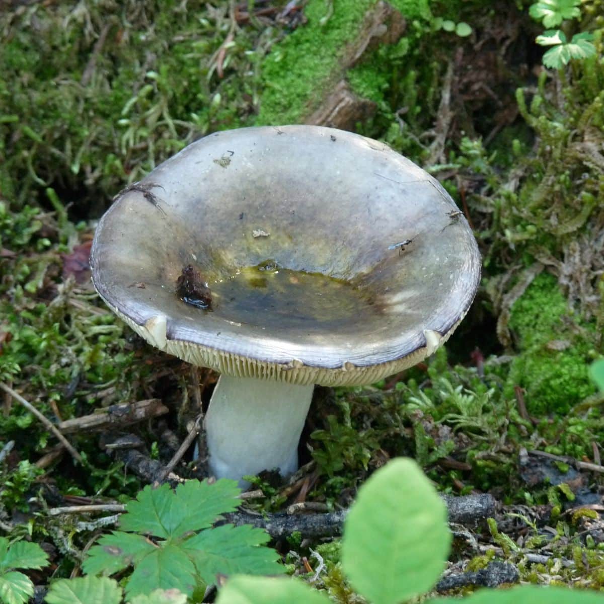 green russula