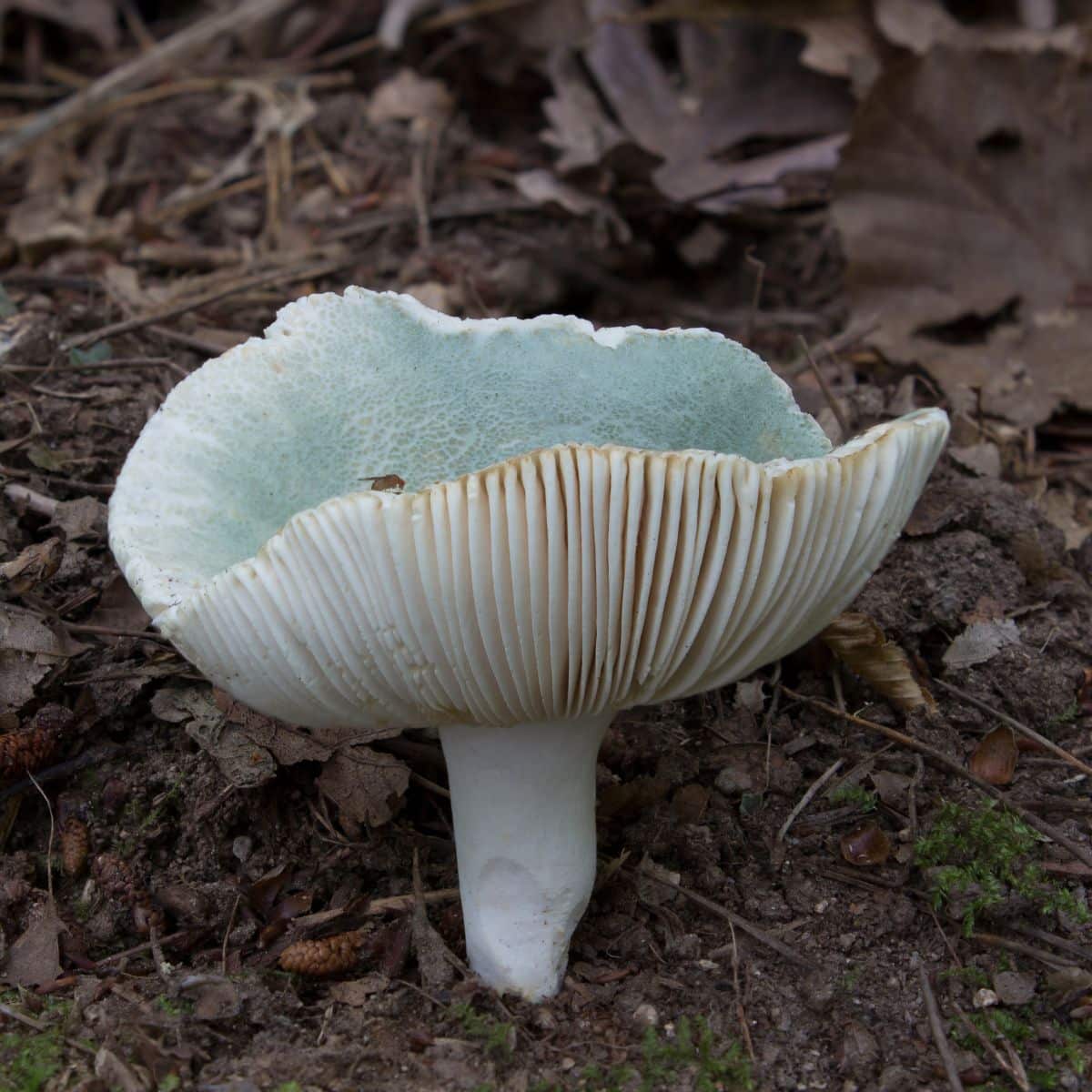 russula mushroom caps past maturity