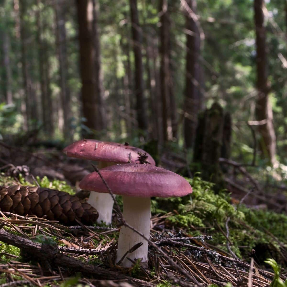 two russula mushrooms in the woods