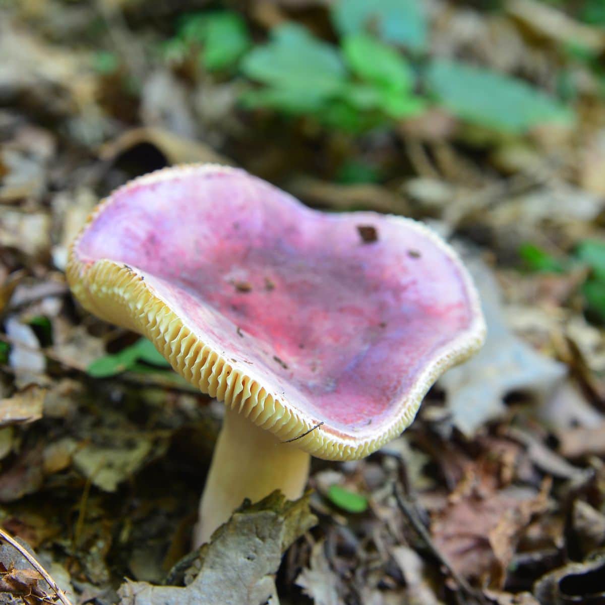 russula cap aging