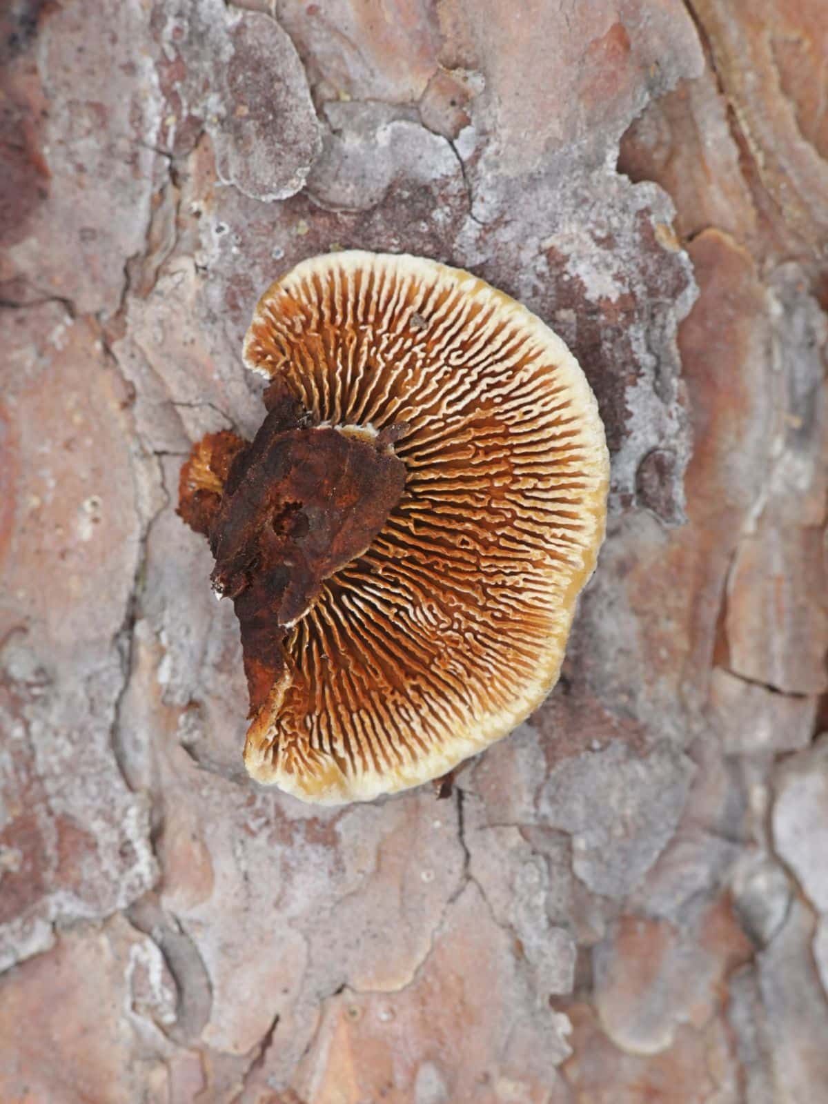 rusty gilled polypore