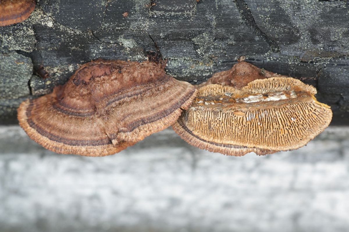 rusty gilled polypore