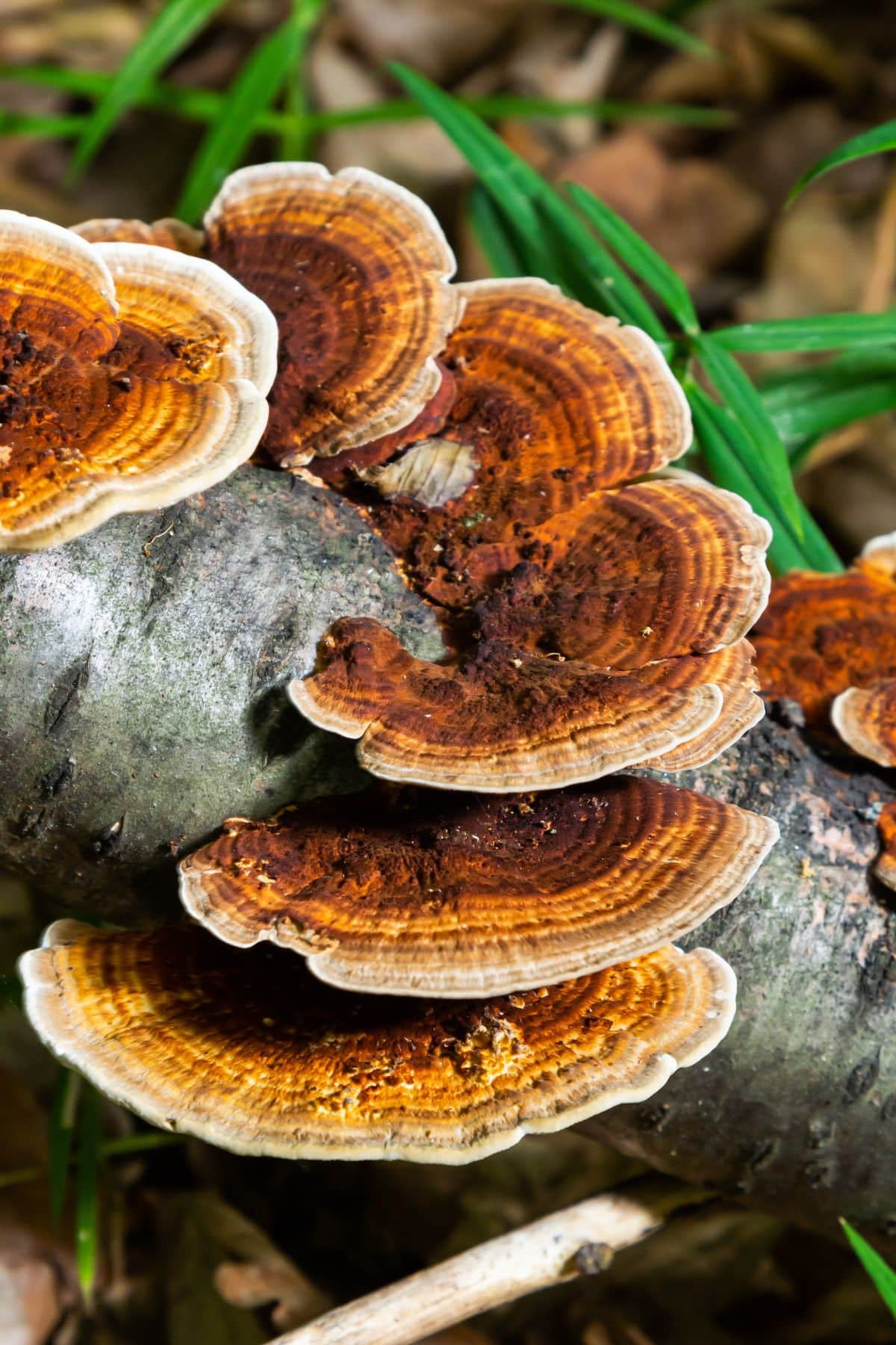 rusty-gilled polypore
