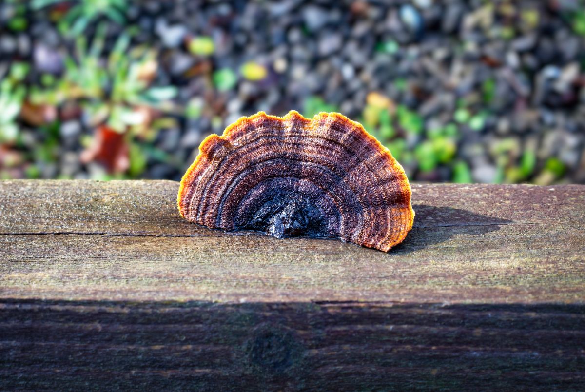 Gloeophyllum sepiarium