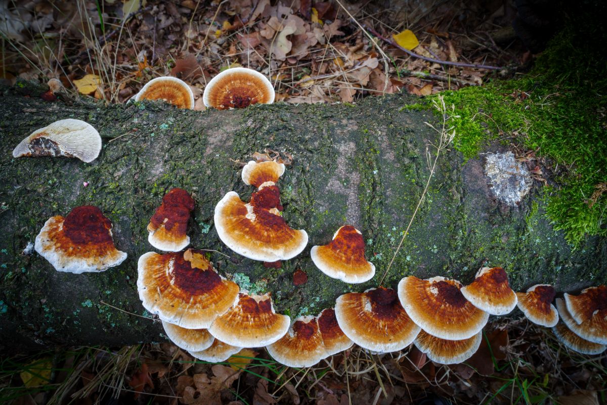 rusty-gilled polypore