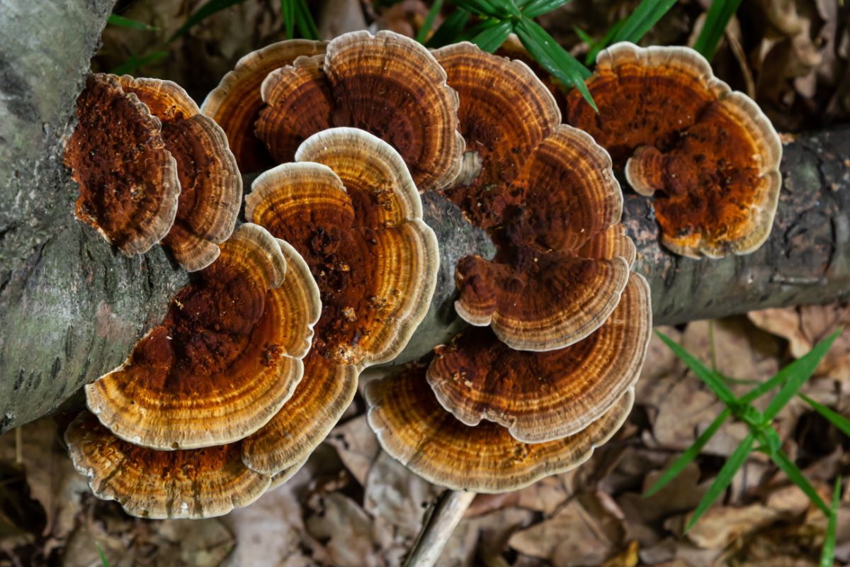 rusty gilled polypore