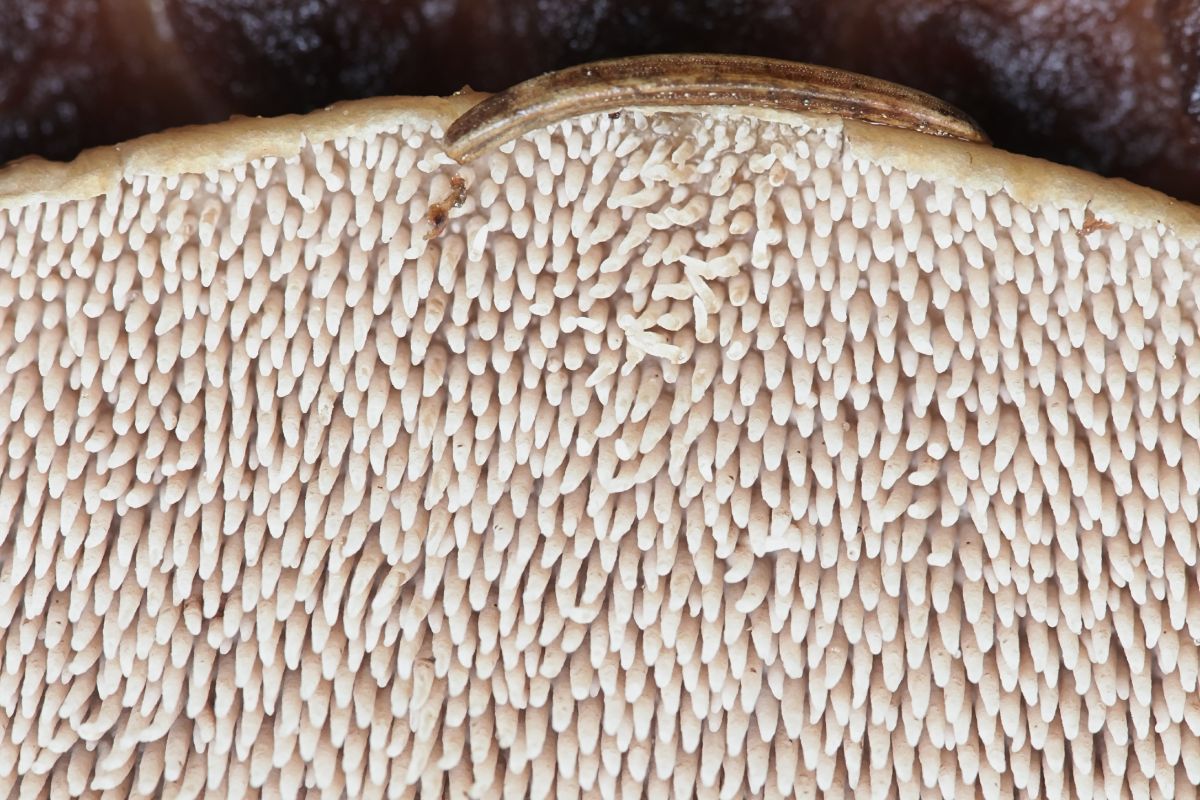 scaly hedgehog teeth close up