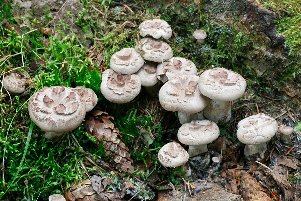 hawk's wing mushroom