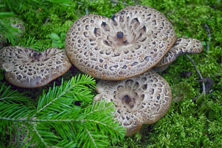 Scaly Hedgehog Mushroom: Identification, Foraging, and Lookalikes - Mushroom Appreciation