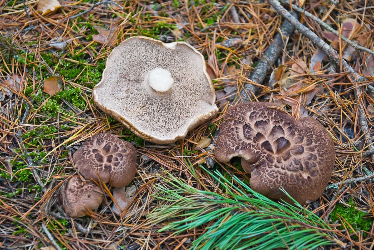 hawks wing mushroom