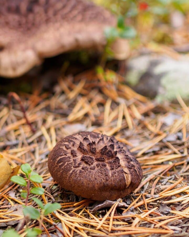 Scaly Hedgehog Mushroom: Identification, Foraging, and Lookalikes - Mushroom Appreciation