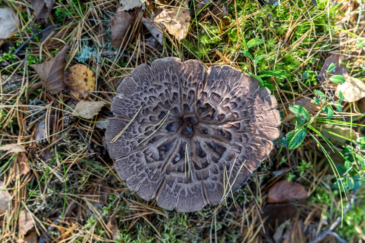 scaly hedgehog mushroom