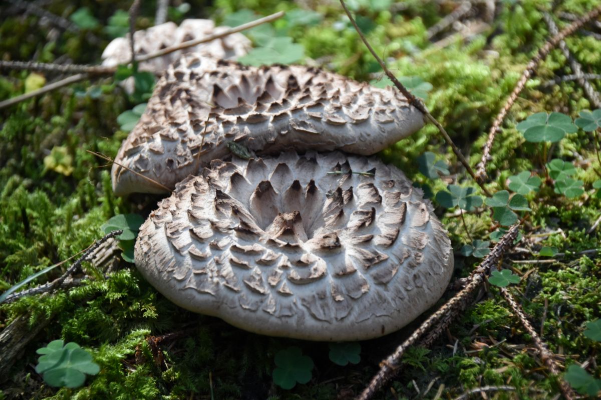 scaly hedgehog mushroom caps