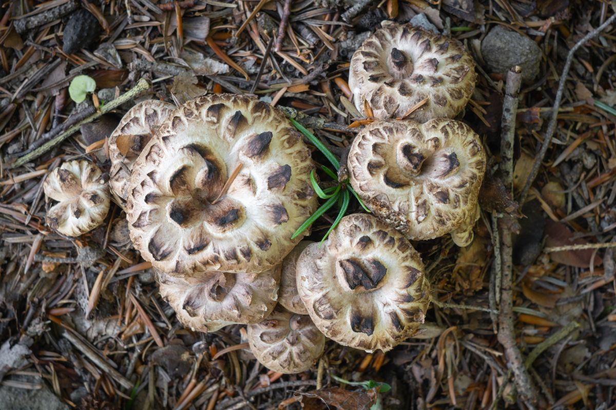 shingled hedgehog mushrooms