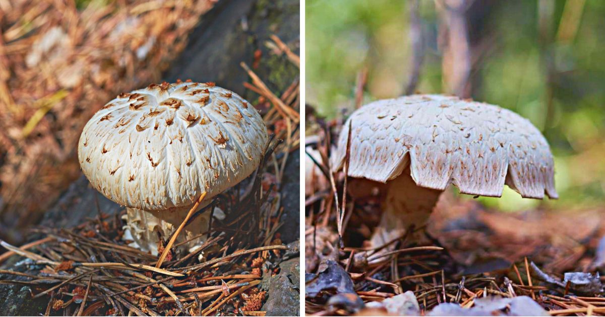 The Train Wrecker Mushroom Identification, Foraging, and Cooking