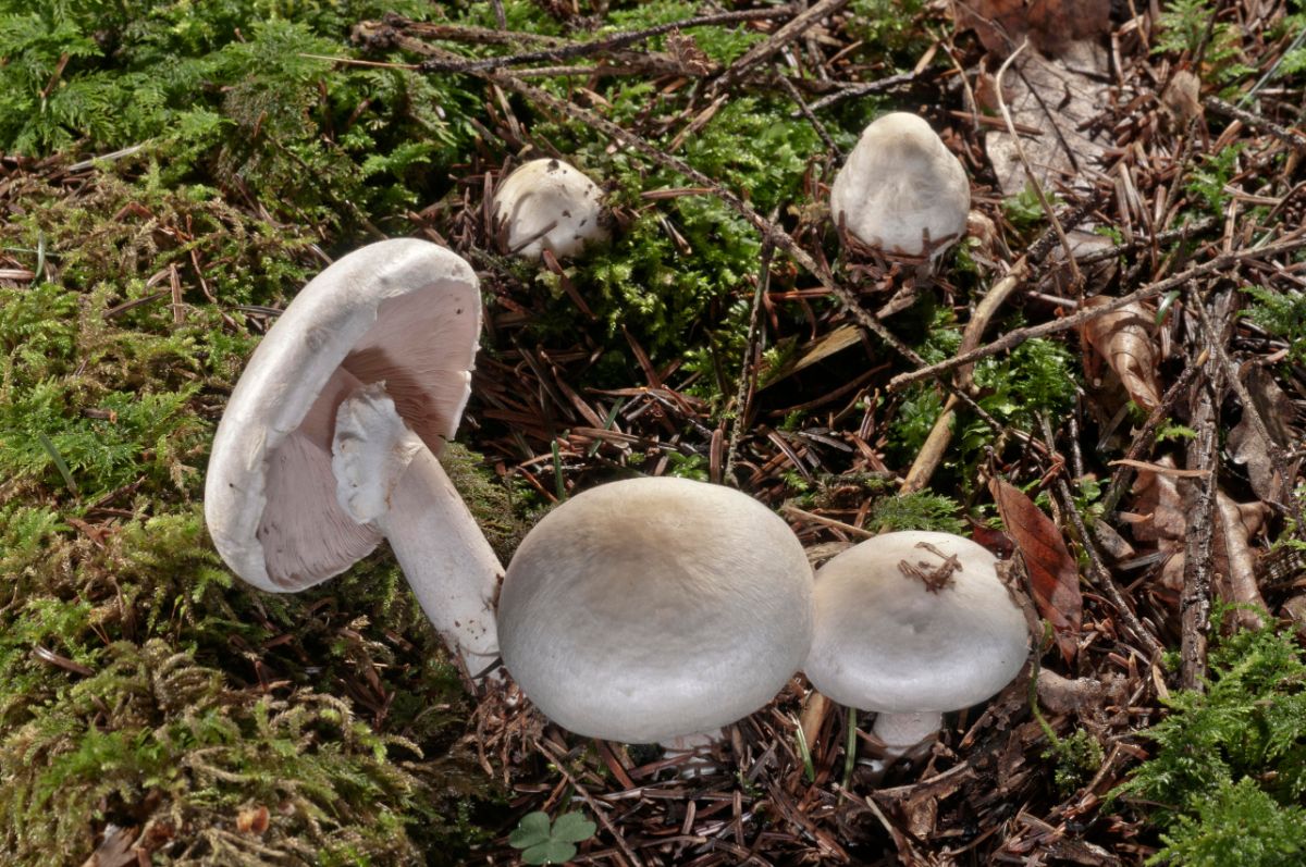 Agaricus sylvicola