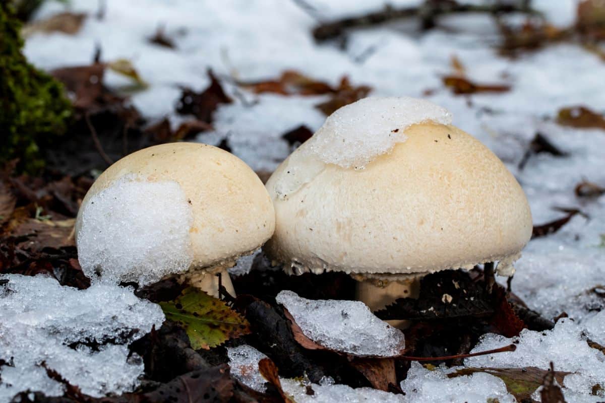wood mushroom in snow