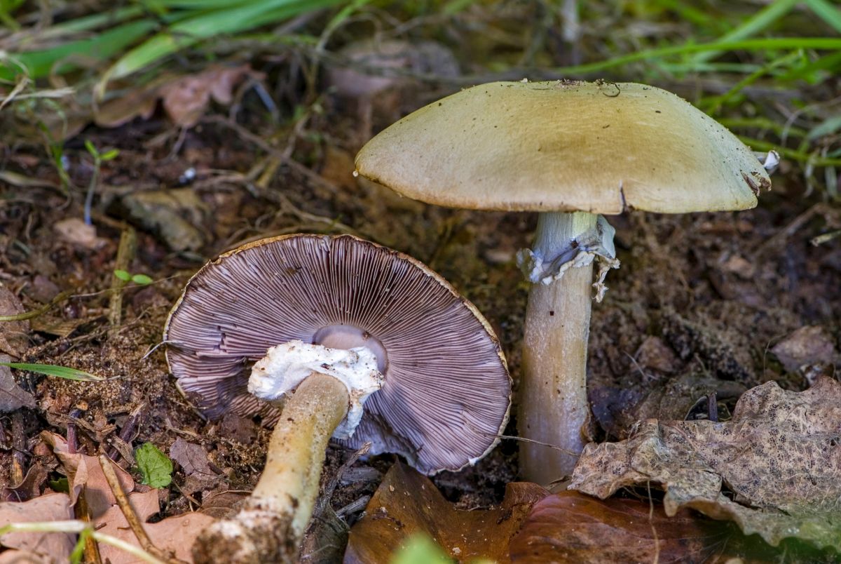 wood mushroom pair