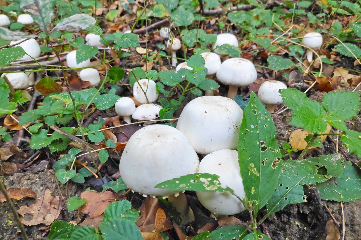 wood mushrooms