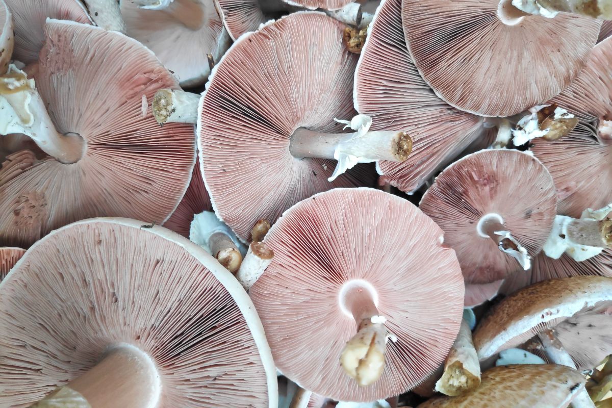 wood mushroom gills 