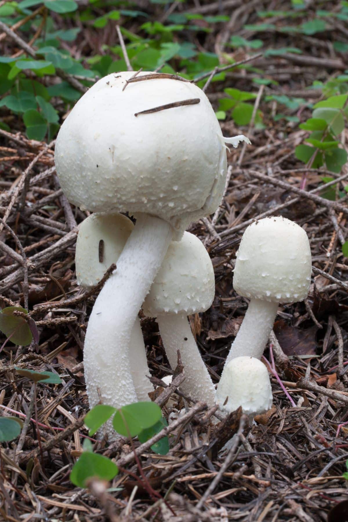 Agaricus sylvicola