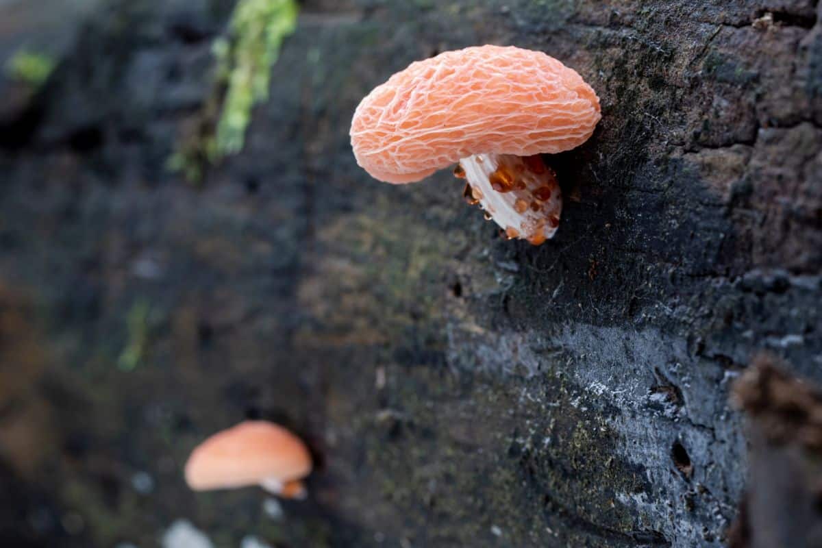 Rhodotus palmatus