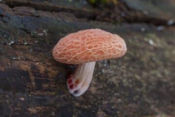 The Enigmatic Wrinkled Peach: Identification Guide - Mushroom Appreciation