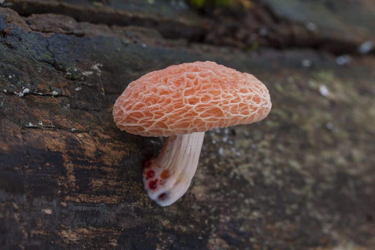 wrinkled peach mushroom