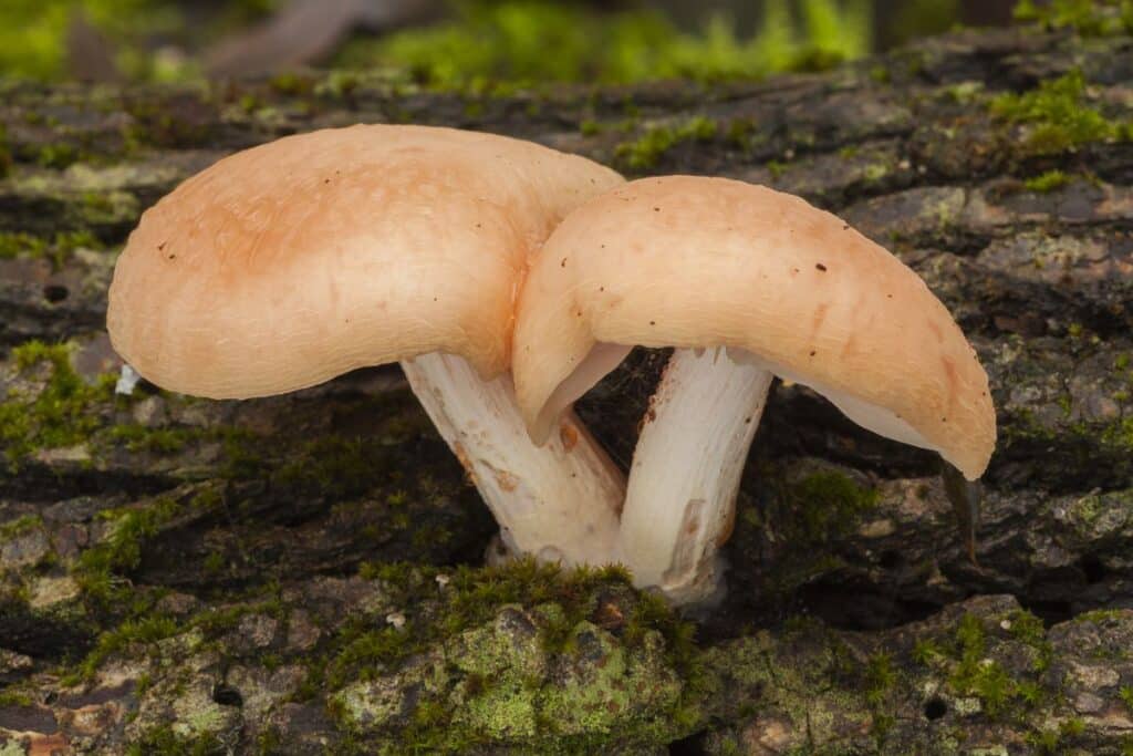 The Enigmatic Wrinkled Peach Identification Guide Mushroom Appreciation