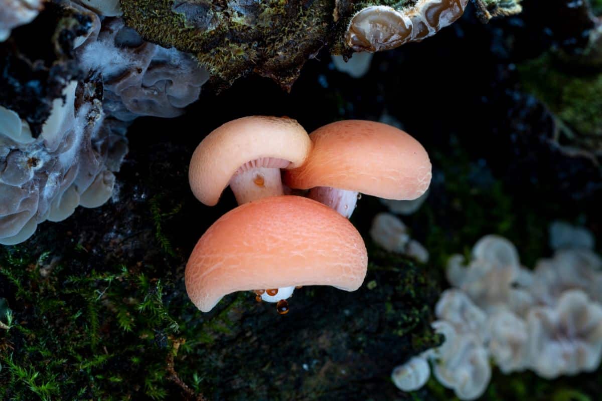 Rhodotus palmatus