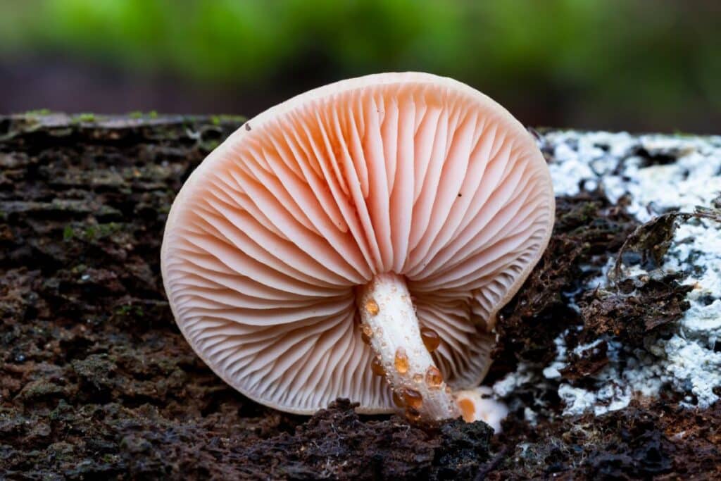 The Enigmatic Wrinkled Peach Identification Guide Mushroom Appreciation