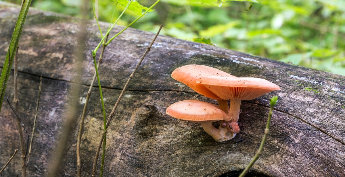 wrinkled peach mushrooms growing on log