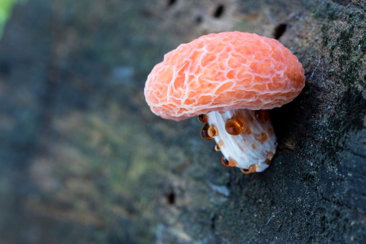 wrinkled peach mushroom