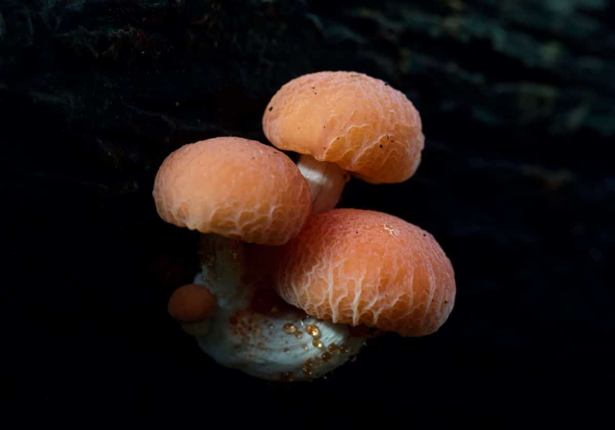 Rhodotus palmatus