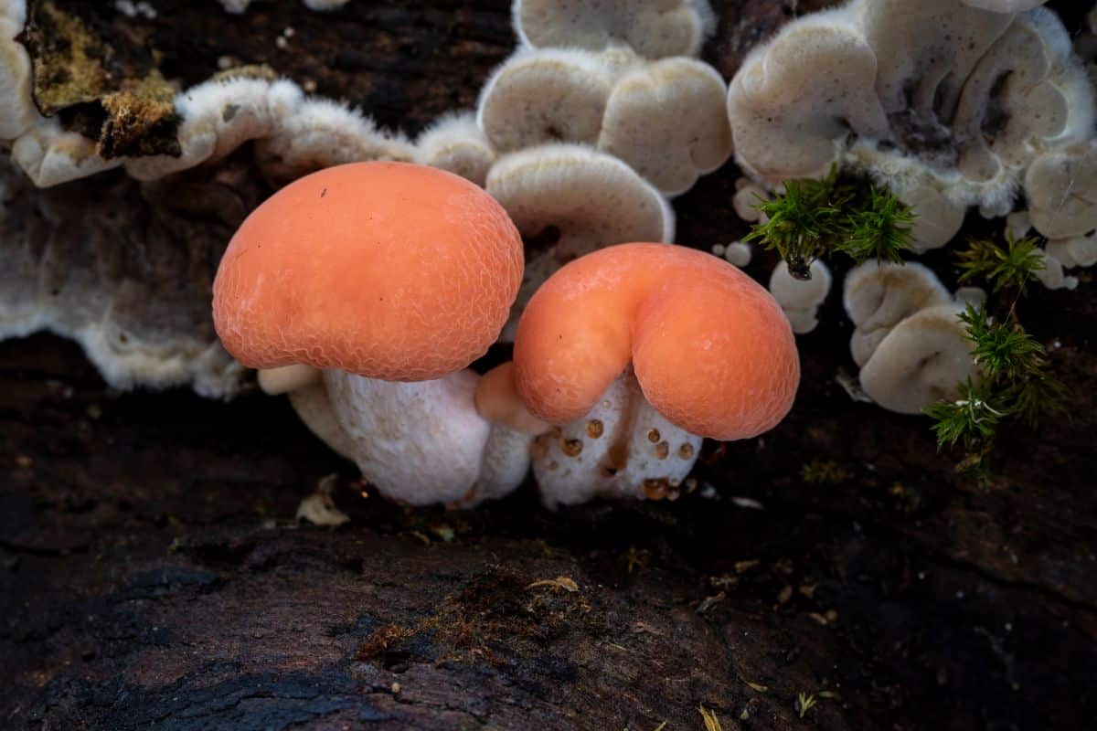 Wrinkled Peach Mushroom Lamp