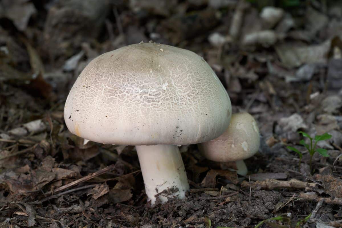 yellow stainer mushroom