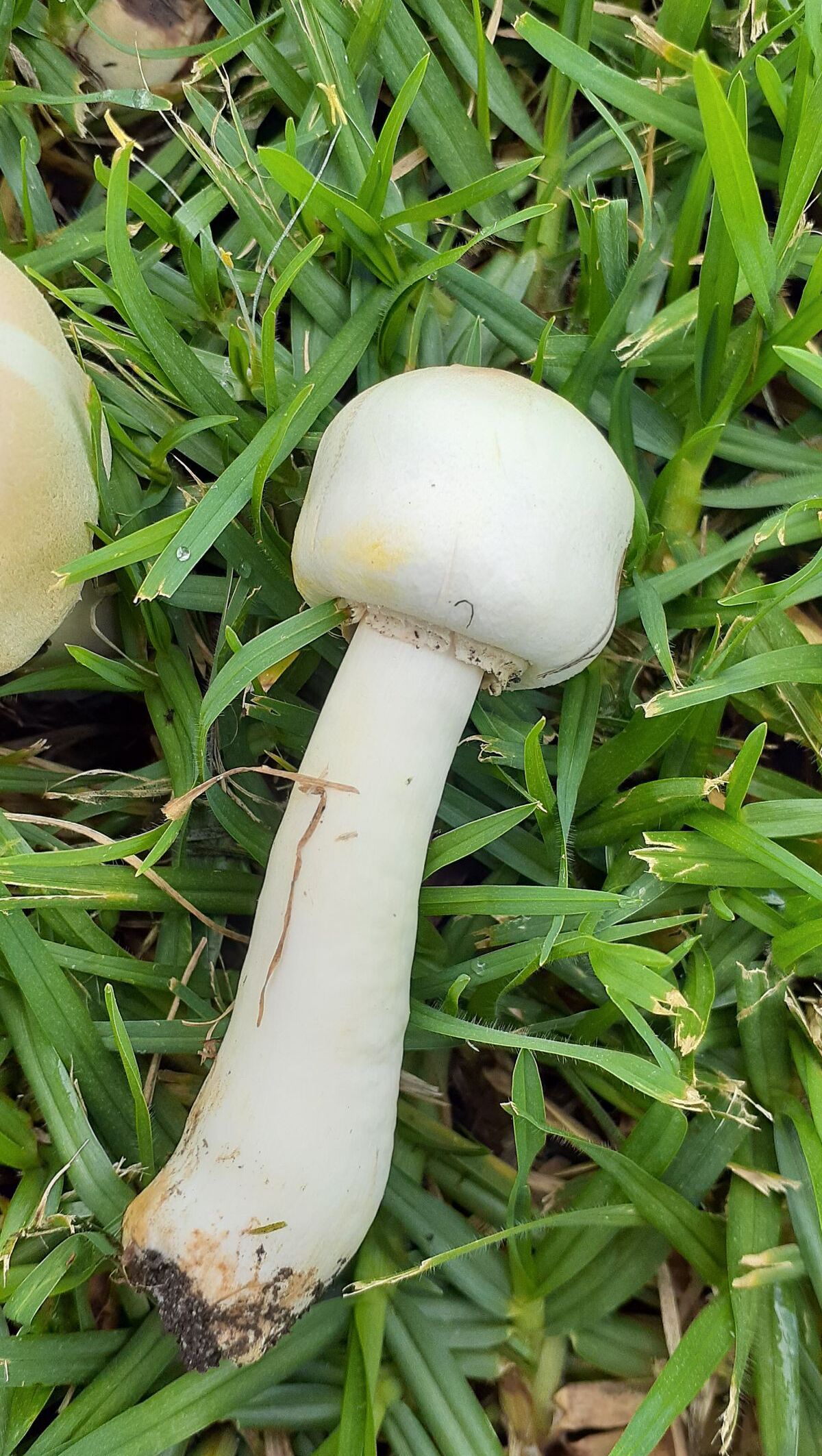 Agaricus xanthodermus